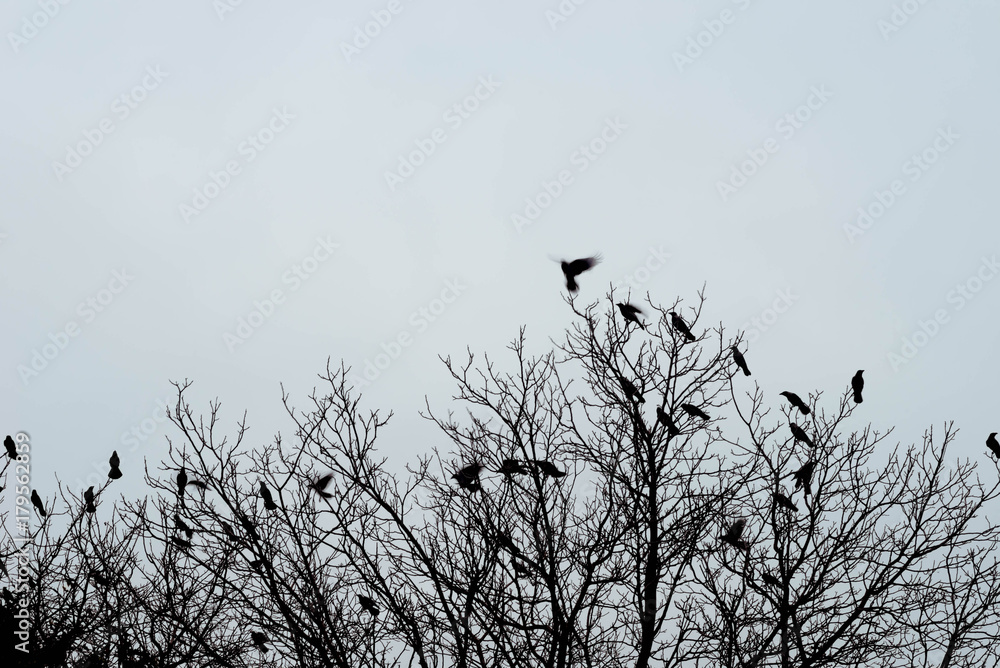 silhouettes of crows birds on tree silhouettes of crows birds on tree