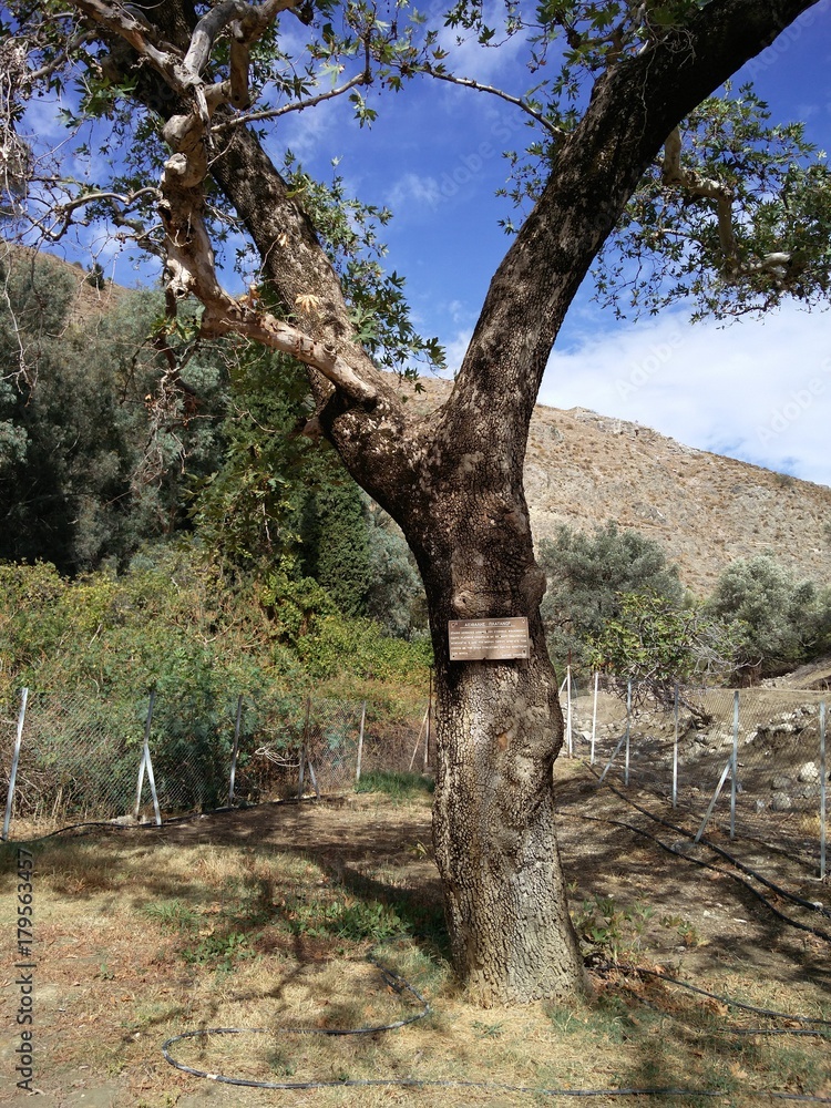 Europa-Baum Kreta Europa-Baum Kreta