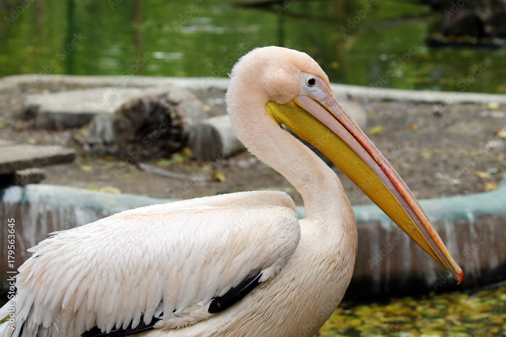 Great white pelican (Pelecanus onocrotalus) also known as the eastern white pelican rosy pelican or white pelican. Ukraine, 2017. Great white pelican (Pelecanus onocrotalus) also known as the eastern white pelican rosy pelican or white pelican. Ukraine, 2017.