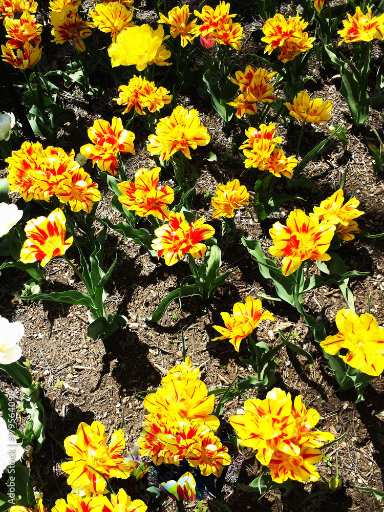 Yellow tulips on the flowerbed in the Park