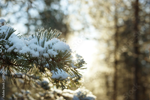 A pine branch covered with snow in the forest on a sunny day