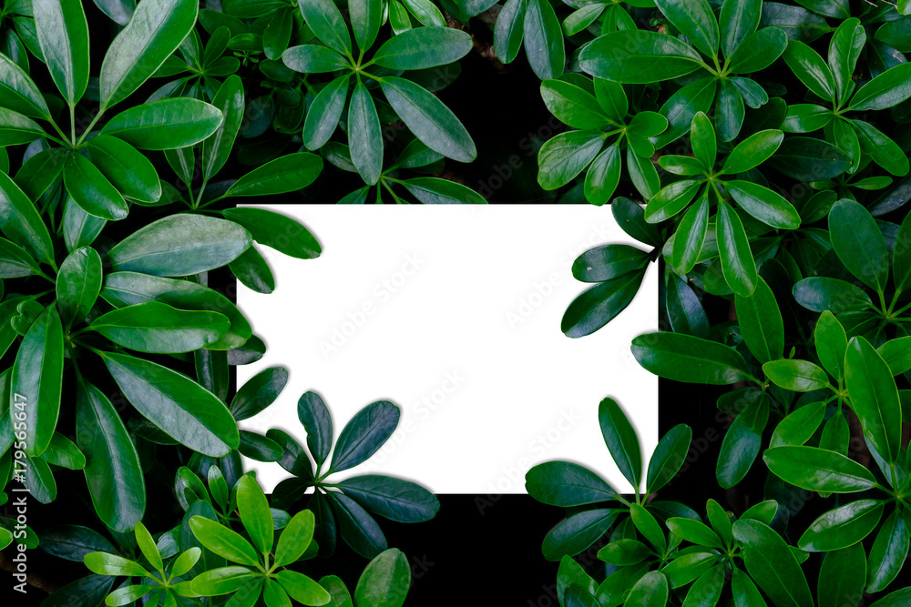 Blank white space in green leaf bush. Blank white space in green leaf bush.