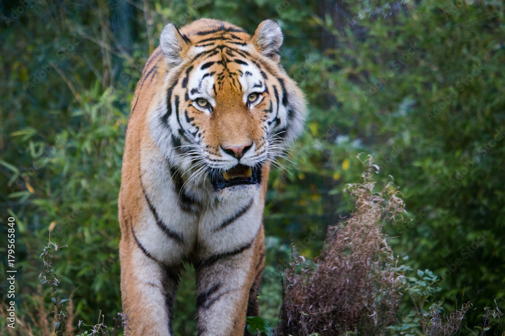 Tiger im Zoo nah