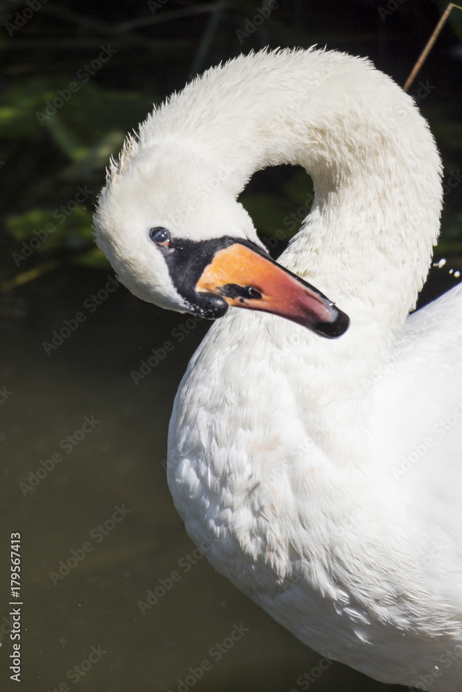 Obraz premium Whatching you