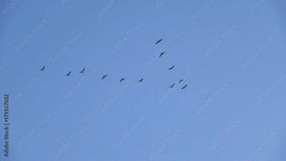 Follow leaders: Flock of seagull flying in an imperfect V formation. Slow motion. Birds gull flying in formation, Blue sky background. Migrating Greater birds flying in Formation Follow leaders: Flock of seagull flying in an imperfect V formation. Slow motion. Birds gull flying in formation, Blue sky background. Migrating Greater birds flying in Formation