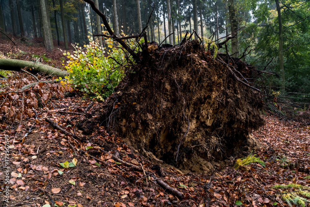 Obraz premium Forest And Fog