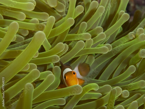 a clownfish peeps through the tentacles of its anemone home © nimetsacit