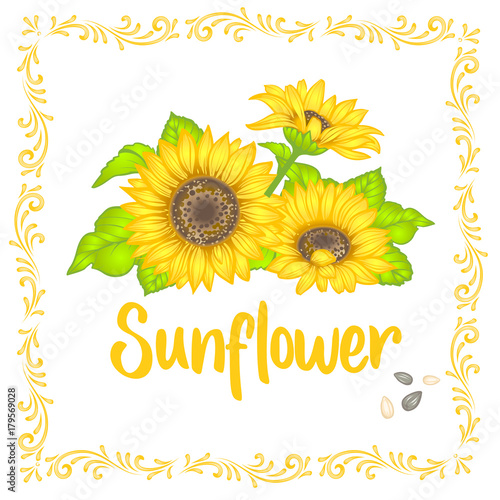 Fototapeta Naklejka Na Ścianę i Meble -  Sunflower. Sunflower card design. Vector illustration