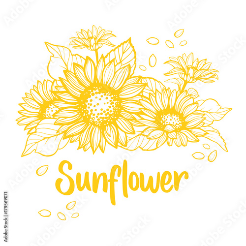Sunflower. Sunflower card design. Vector illustration