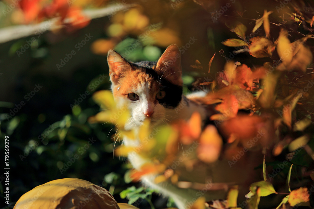 Mały łaciaty kot w jesiennych liściach. - obrazy, fototapety, plakaty 
