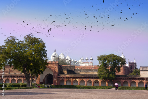 flock of birds over Red fort. India. Agra
