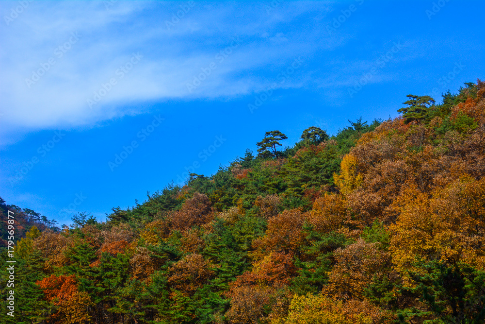 Fall leaves on the mountain top at Gayasan National Park, South Korea.