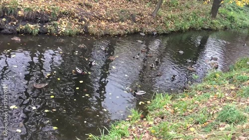 Wild ducks swimming on pond