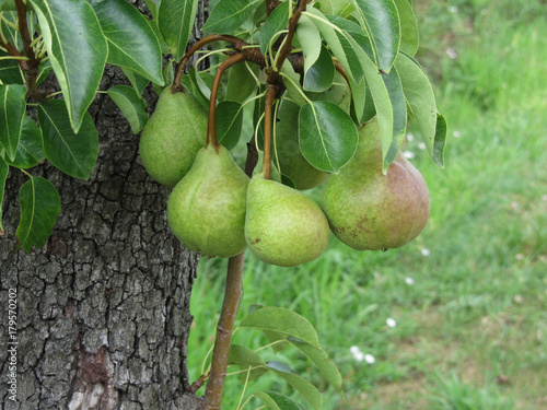 Green pears hanging on a growing pear tree . Tuscany, Italy