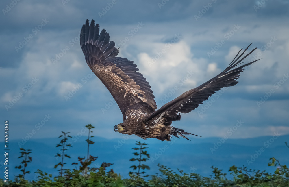 Fototapeta premium The golden eagle (Aquila chrysaetos) is one of the best-known birds of prey in the Northern Hemisphere. It is the most widely distributed species of eagle.