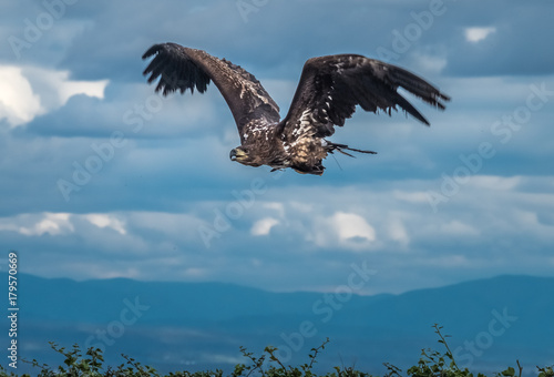 The golden eagle (Aquila chrysaetos) is one of the best-known birds of prey in the Northern Hemisphere. It is the most widely distributed species of eagle.