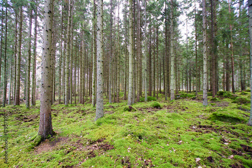 Timber plantation