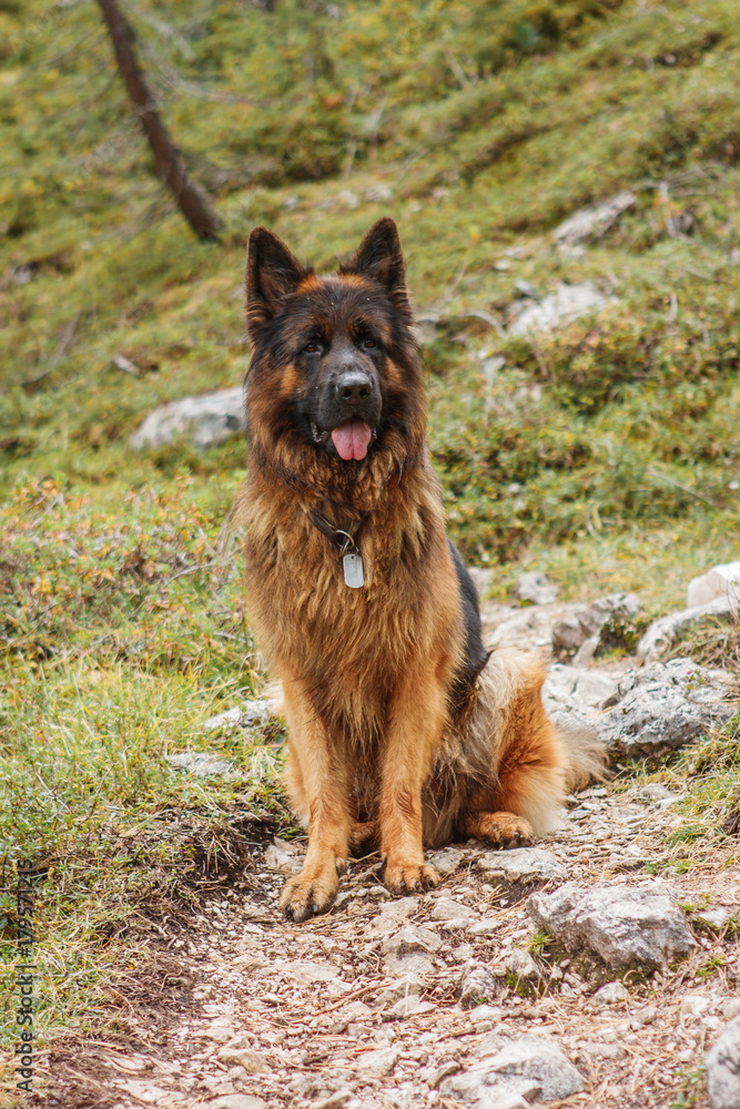 Picture of a German shepherd dog on the trails of Cortina D'Ampezzo, Dolomites, Italy Picture of a German shepherd dog on the trails of Cortina D'Ampezzo, Dolomites, Italy