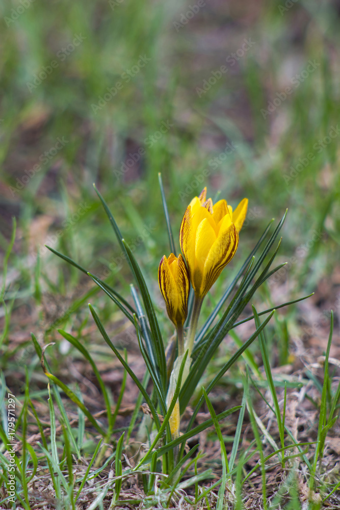 crocus - one of the first spring flowers crocus - one of the first spring flowers