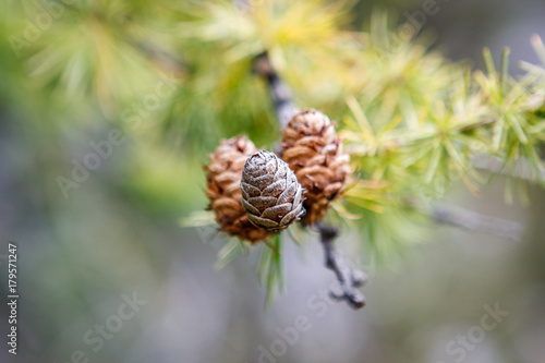 Close-up of pinecones on the trail to Croda da Lago in Cortina D'Ampezzo, Dolomites, Italy