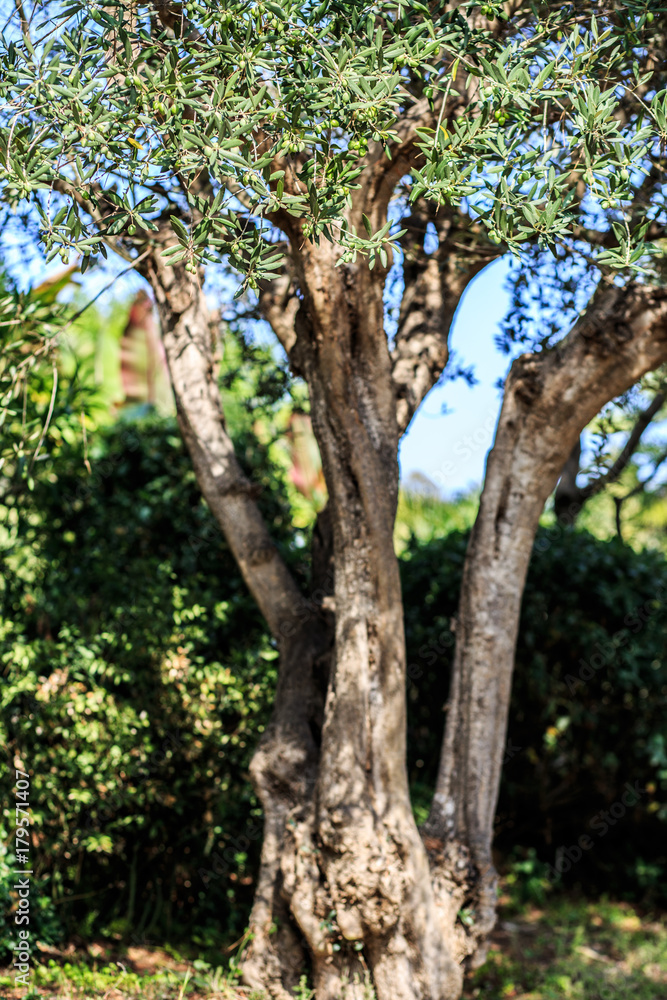 Obraz premium Olive tree. Olives on olive tree branch