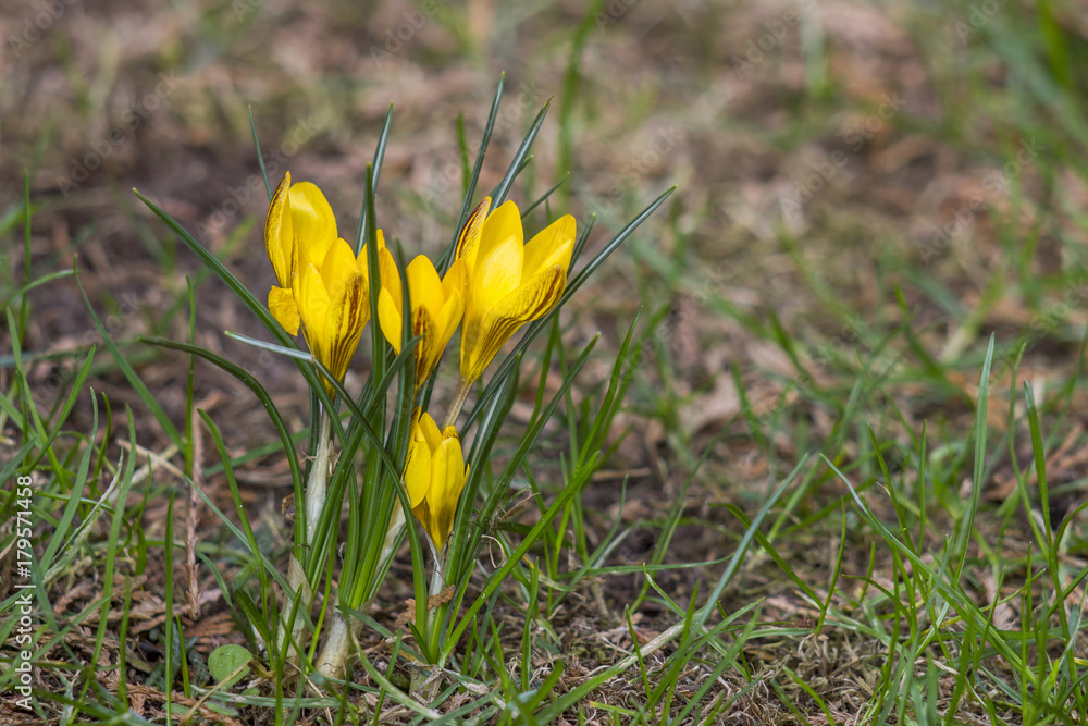 crocus - one of the first spring flowers crocus - one of the first spring flowers