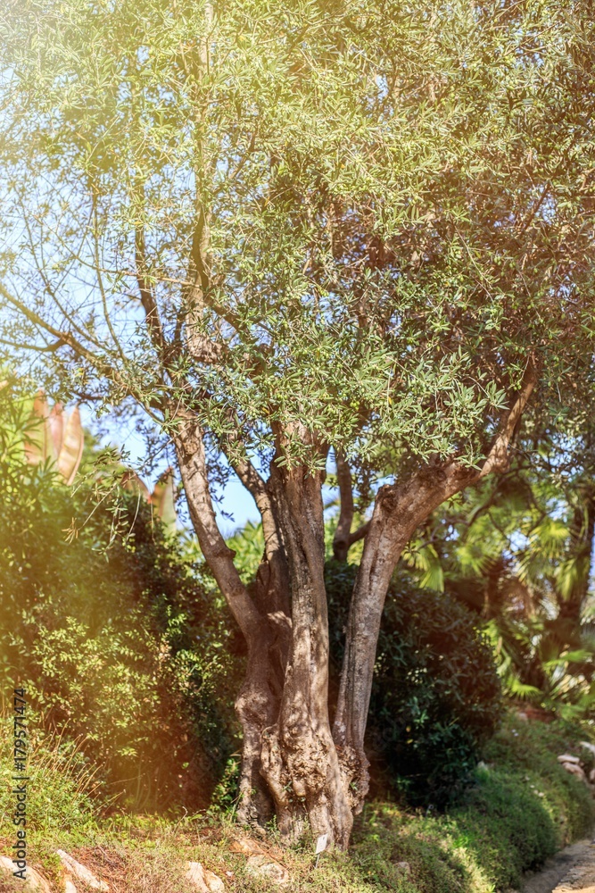 Fototapeta premium Olive tree. Olives on olive tree branch