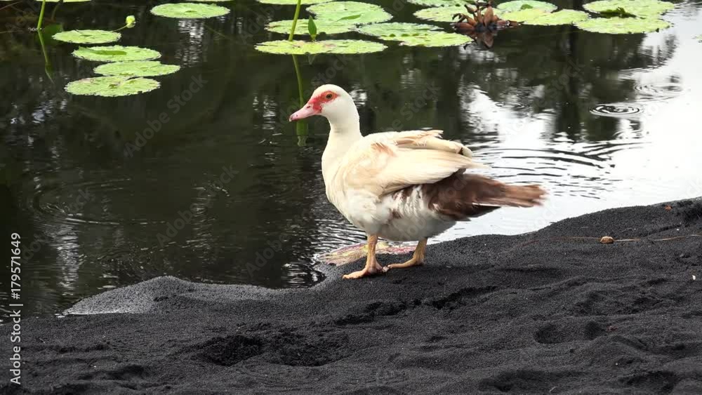 Domestic duck is shaking off water and pooping at a pond. Domestic duck is shaking off water and pooping at a pond.