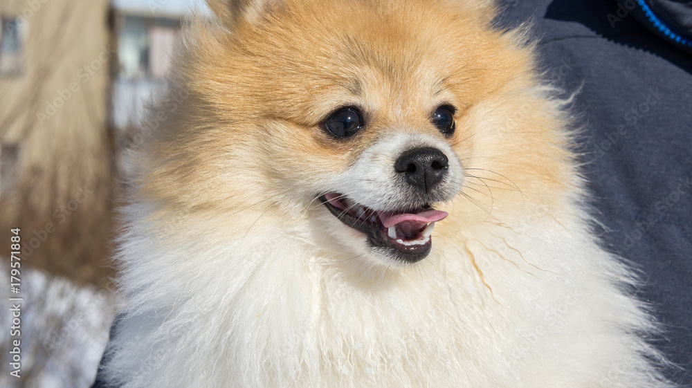 Pomeranian Spitz sits on his hands in the winter. Pomeranian Spitz sits on his hands in the winter.