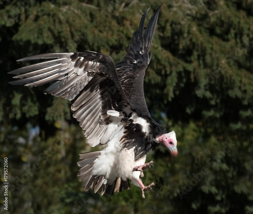 White-headed vulture (Trigonoceps occipitalis) an Old World vulture endemic to Africa.