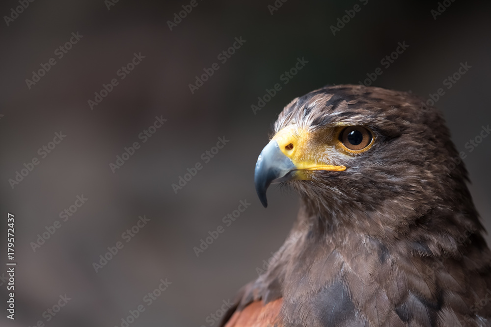 Tawny eagle (Aquila rapax), a large bird of prey that in Sub-Saharan Africa, southwestern Asia and India Tawny eagle (Aquila rapax), a large bird of prey that in Sub-Saharan Africa, southwestern Asia and India