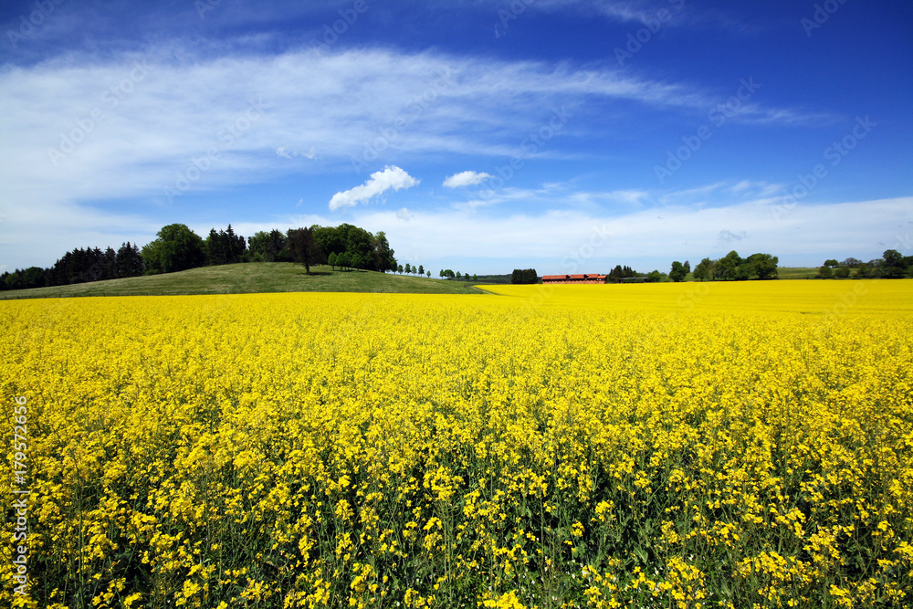 Obraz premium Blühendes Rapsfeld im Mai auf der Schwäbischen Alb