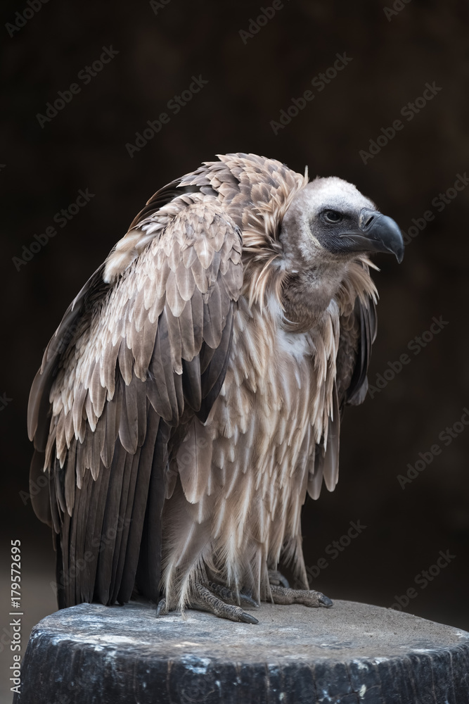 White-backed vulture (Gyps africanus), an Old World vulture White-backed vulture (Gyps africanus), an Old World vulture