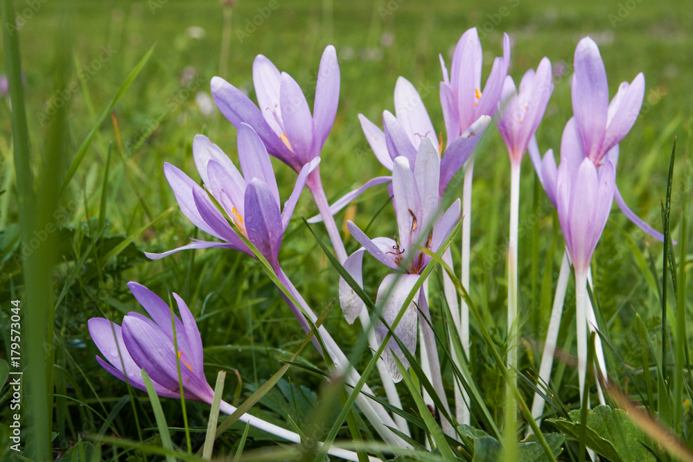 Colchicum autumnale (false crocus) flower in Cortina D'Ampezzo, Dolomites, Italy Colchicum autumnale (false crocus) flower in Cortina D'Ampezzo, Dolomites, Italy