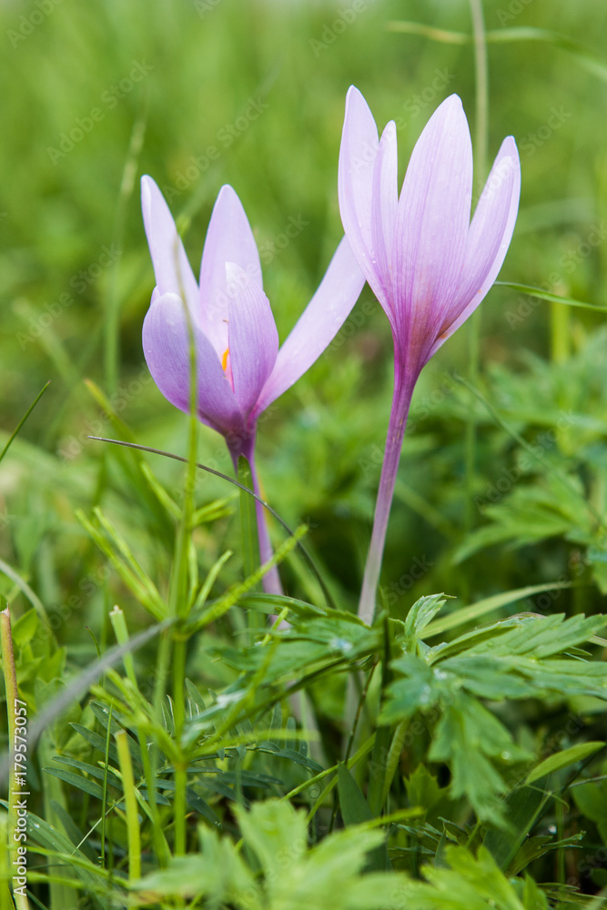 Colchicum autumnale (false crocus) flower in Cortina D'Ampezzo, Dolomites, Italy Colchicum autumnale (false crocus) flower in Cortina D'Ampezzo, Dolomites, Italy