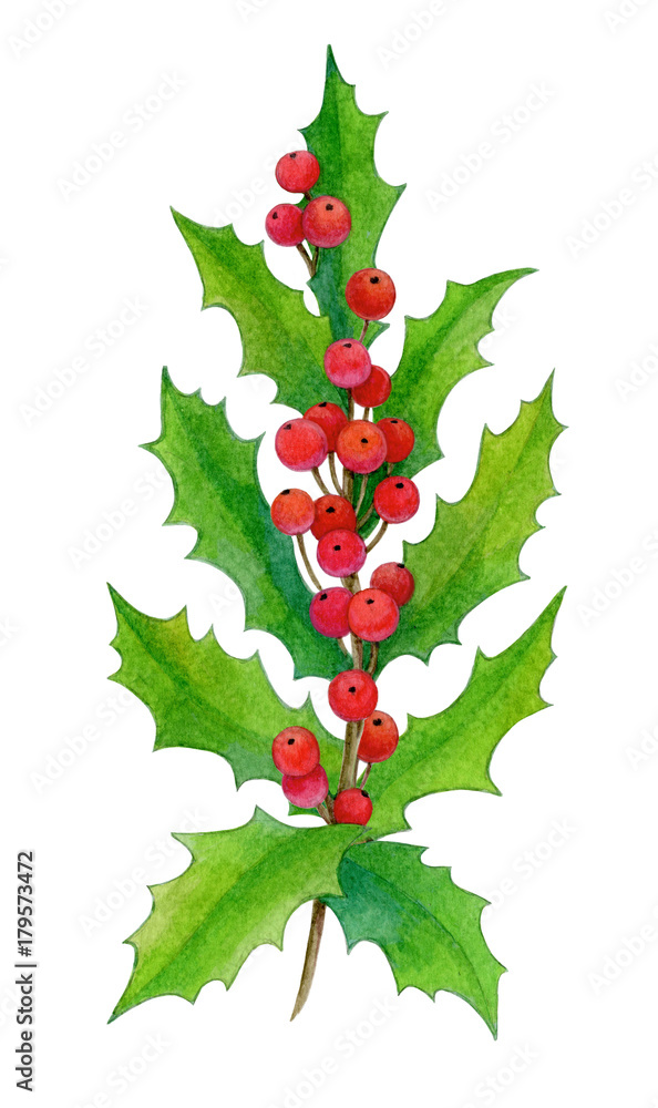 Fototapeta premium Watercolor illustration of holly