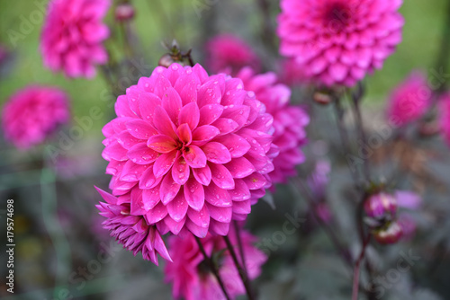 Fototapeta Naklejka Na Ścianę i Meble -  Dahlia rose en été au jardin