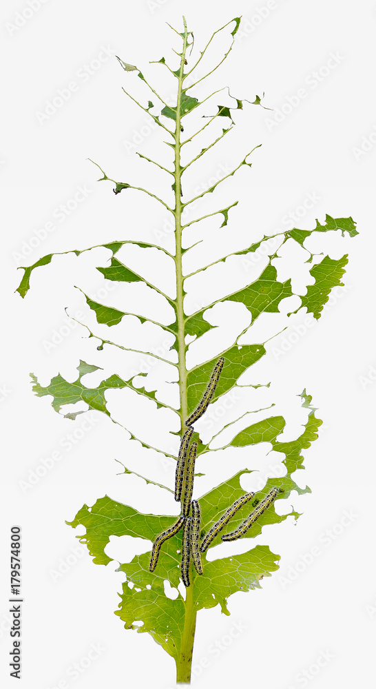 Obraz premium leaf caterpillar insulated