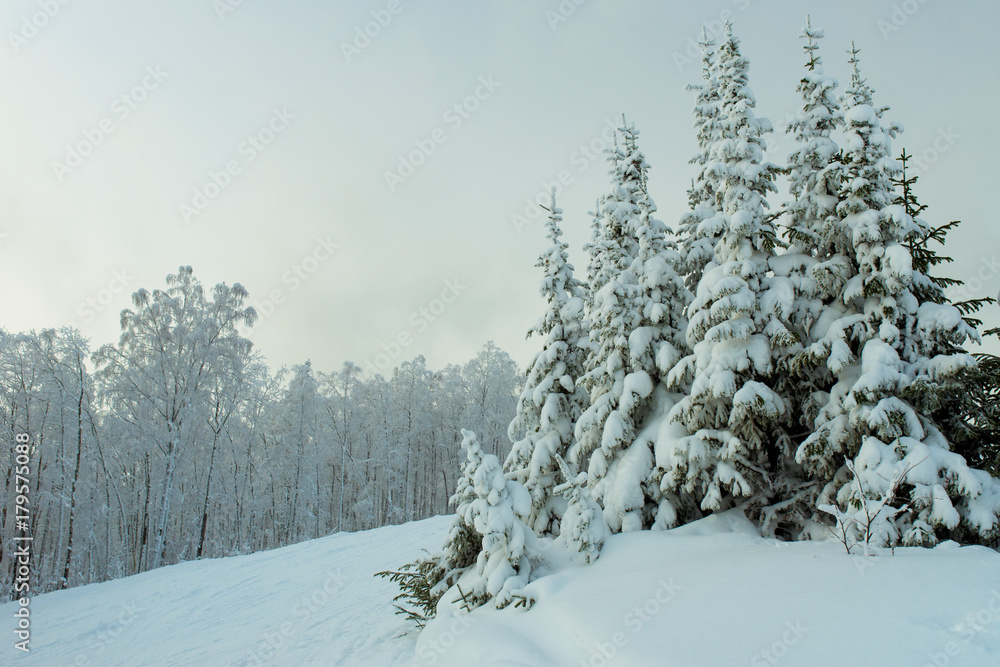 Obraz premium Pine trees in snow, Ural, Russia