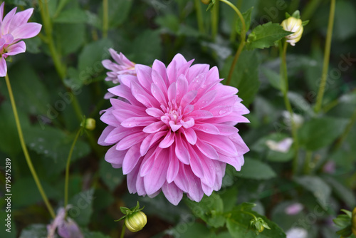 Fototapeta Naklejka Na Ścianę i Meble -  Dahlia mauve en été au jardin