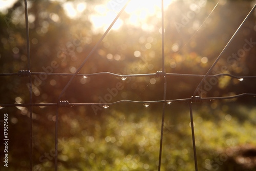 Dewdrops formed on a wire fence shimmer briefly in the soft early morning sunlight. 
