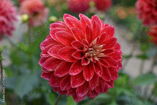Fototapeta Naklejka Na Ścianę i Meble -  Dahlia rouge en été au jardin