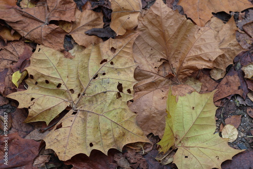 Dry leaves on ground in Fall