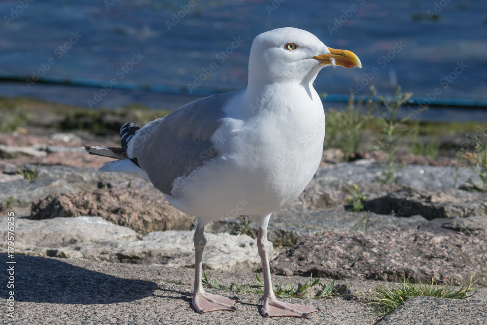 Silbermöwe, Larus argentatus Silbermöwe, Larus argentatus