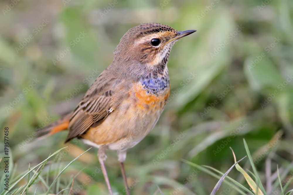 Close up fragment of portrait of blue throat on the ground Close up fragment of portrait of blue throat on the ground