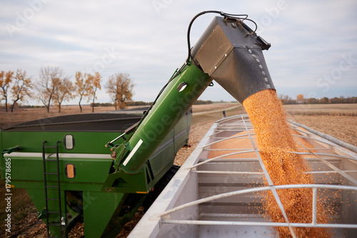 Semi and trailer being loaded with harvested corn