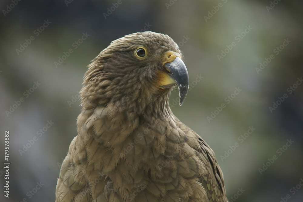 Kea bird closeup Kea bird closeup