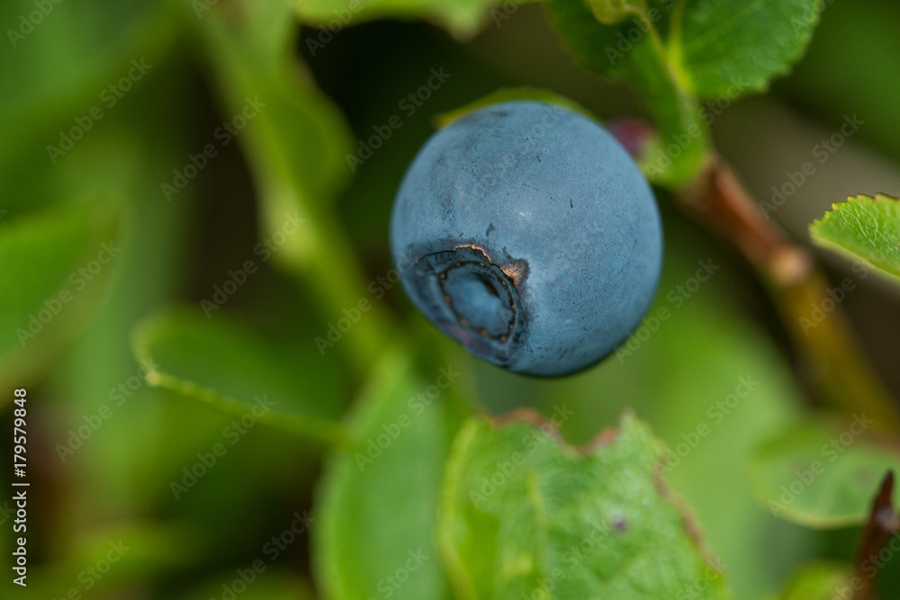 Detail of blueberries on the tree Detail of blueberries on the tree
