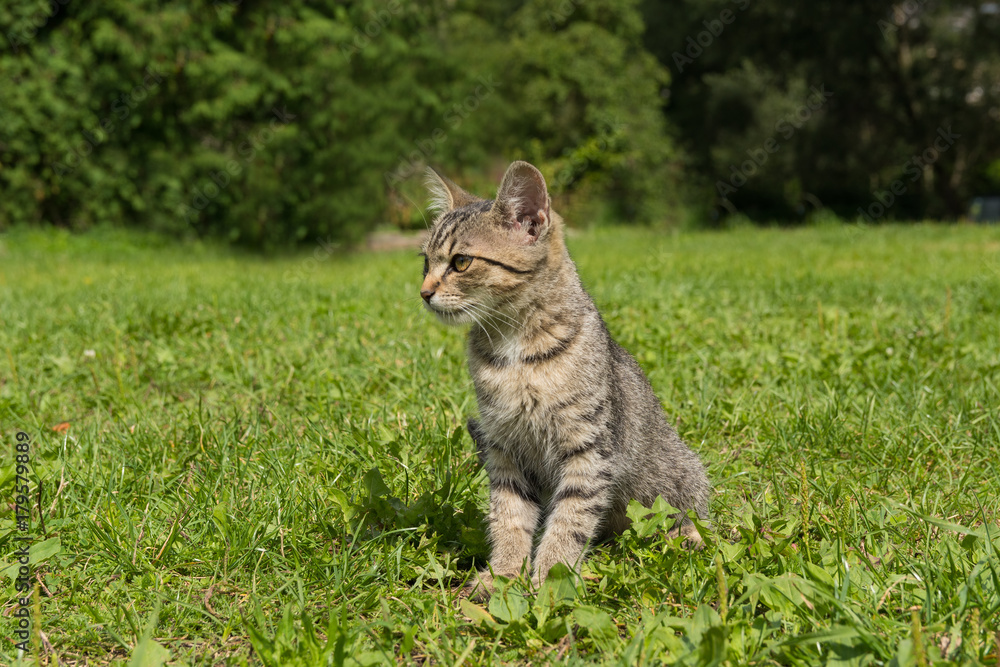Tabby kitten, small, young cat who is sitting on the grass in sunny day Tabby kitten, small, young cat who is sitting on the grass in sunny day