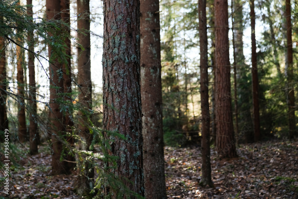 Naklejka premium Forest
